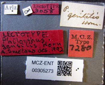 Media type: image;   Entomology 305273 Aspect: labels